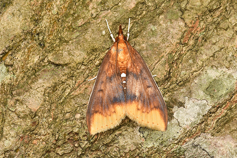 物種:Lipararchis tranquillalis 攝影:吳士緯